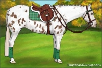 Horse Color:White Spotted Chestnut Appaloosa 