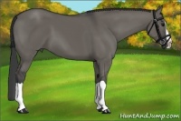 Horse Color:Grullo Splash 