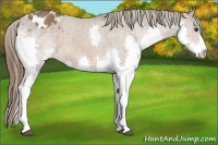 Horse Color:Liver Chestnut Splash Appaloosa 