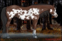 Horse Color:Bay Frame 