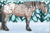 Horse Color:Bay Roan Splash Appaloosa 