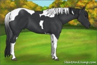 Horse Color:Black Tobiano 