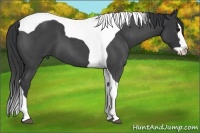 Horse Color:Blue Roan Splash Tobiano 