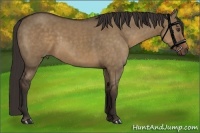 Horse Color:Liver Red Dun 