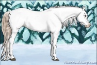 Horse Color:Chestnut Appaloosa