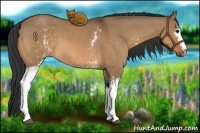 Horse Color:White Spotted Bay Dun