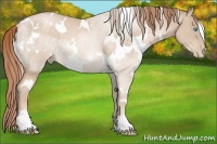 Horse Color:White Spotted Buckskin Pearl 