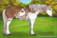 Horse Color:Silver Bay Sabino 