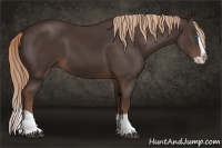 Horse Color:Liver Chestnut Splash 