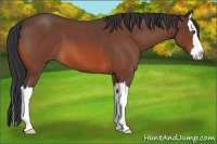 Horse Color:Bay Roan Splash