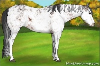 Horse Color:Bay Sabino 