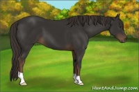 Horse Color:Liver Chestnut 