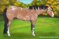 Horse Color:Bay Ice Sabino