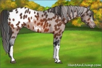 Horse Color:Bay Appaloosa 