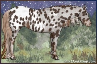 Horse Color:Liver Chestnut Appaloosa 