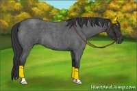Horse Color:Blue Roan 