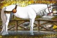 Horse Color:Liver Chestnut Appaloosa