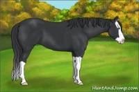 Horse Color:Black Splash