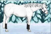 Horse Color:Silver Classic Cream Champagne Splash Tobiano Appaloosa 