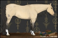 Horse Color:Buckskin Roan Dun