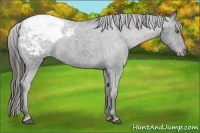 Horse Color:Black Snowcap 