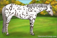 Horse Color:Liver Chestnut Appaloosa 