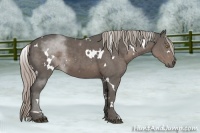Horse Color:White Spotted Silver Black 