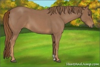Horse Color:Red Roan 