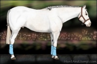 Horse Color:Chestnut Appaloosa