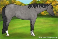 Horse Color:Grullo Roan 