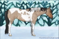 Horse Color:Bay Roan Dun Tobiano