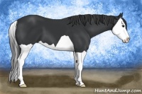 Horse Color:Black Splash 