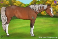 Horse Color:White Spotted Silver Bay 