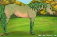 Horse Color:Watercolor Buckskin Sabino Rabicano 