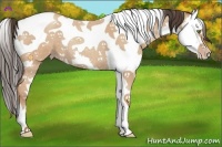 Horse Color:Amber Champagne Roan Splash Tobiano 