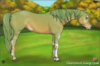Horse Color:Watercolor Chestnut Sabino 