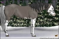 Horse Color:Grullo Splash 