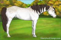 Horse Color:White Spotted Classic Champagne Dun 