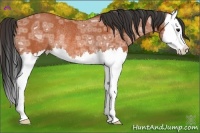 Horse Color:Bay Ice Splash Rabicano 