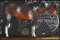 Horse Color:White Spotted Brown Sabino Rabicano 