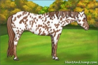 Horse Color:Chestnut Near Leopard 