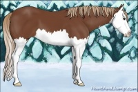 Horse Color:Chestnut Splash 