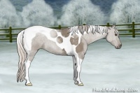 Horse Color:Silver Grullo Tobiano 