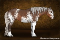 Horse Color:White Spotted Silver Brown Sabino