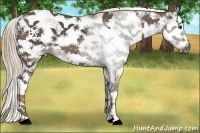 Horse Color:Chocolate Palomino Sabino  and Chocolate Palomino Sabino 