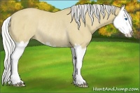 Horse Color:Silver Buckskin Splash Rabicano 