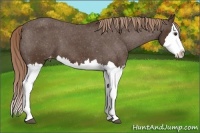Horse Color:Liver Chestnut Sabino Splash Appaloosa 