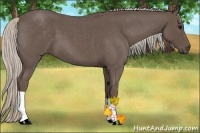 Horse Color:Silver Blue Roan 