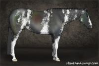 Horse Color:White Spotted Black