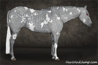 Horse Color:White Spotted Silver Grullo Chinchilla 